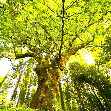 A Casa Do Aloumino Da Auga Mondariz Vt-po-00148 Y Prexigueiro Obsequio Entrada Por Persona A Circuito Termal San Felix (Pontevedra)