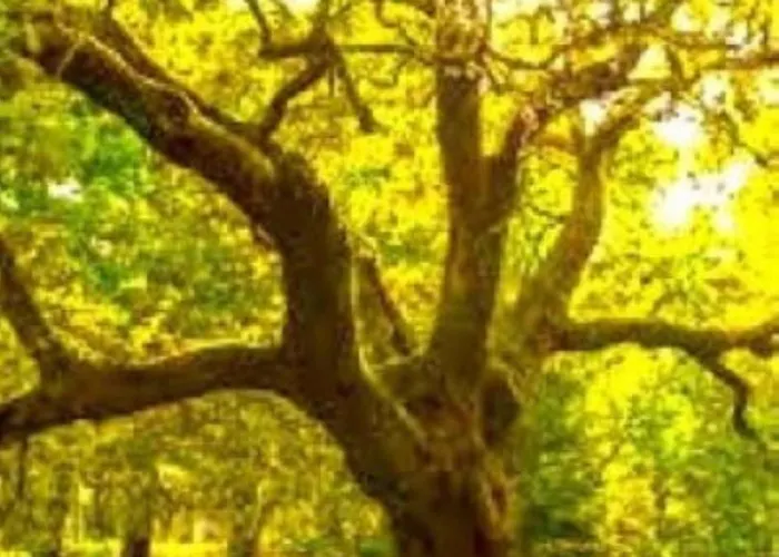 別荘 A Casa Do Aloumino Da Auga Mondariz Vt-po-00148 Y Prexigueiro Obsequio Entrada Por Persona A Circuito Termal *