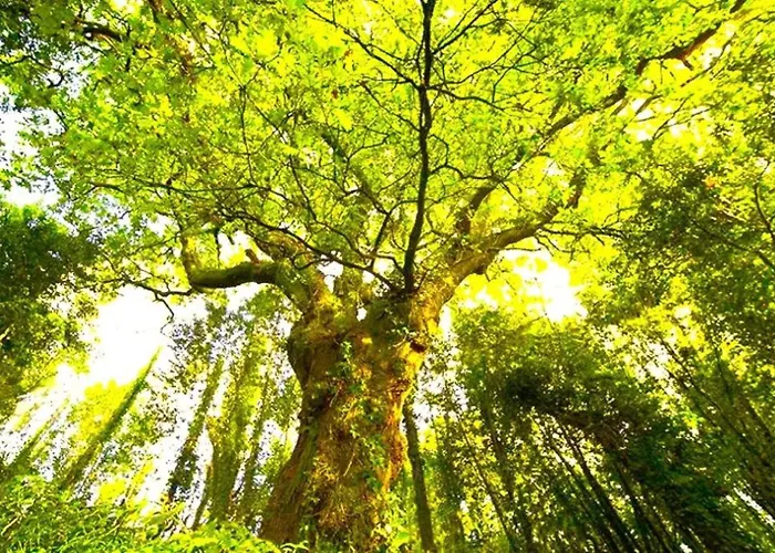 A Casa Do Aloumino Da Auga Mondariz Vt-po-00148 Y Prexigueiro Obsequio Entrada Por Persona A Circuito Termal San Felix (Pontevedra)